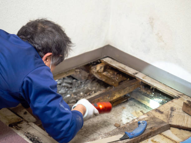 Best Insurance-Related Mold Remediation in Eastman, GA