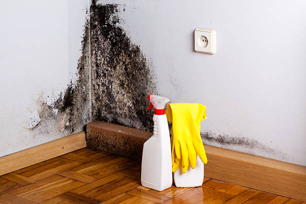 Best Post-Flood Mold Remediation in Eastman, GA