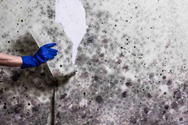 Best Mold Remediation for Specific Building Types in Eastman, GA