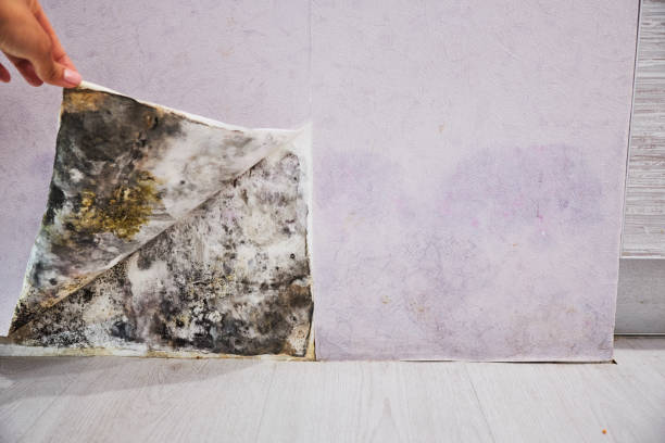 Best Emergency Mold Remediation in Eastman, GA